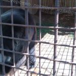 Условия содержания медведя в Руднянском районе проверили сотрудники Министерства лесного хозяйства